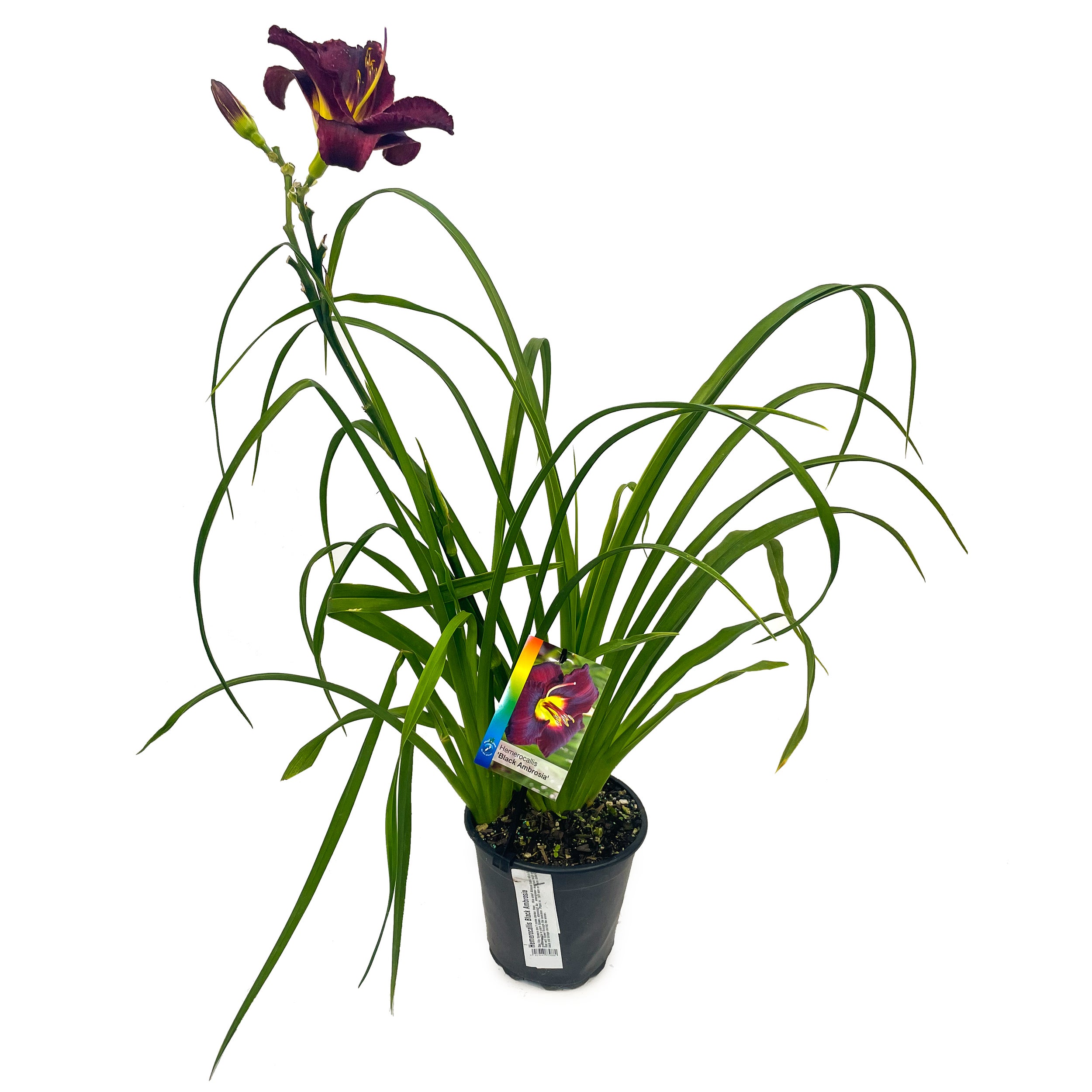Hemerocallis Sp 'black Ambrosia' (day Lily) - 2.5l
