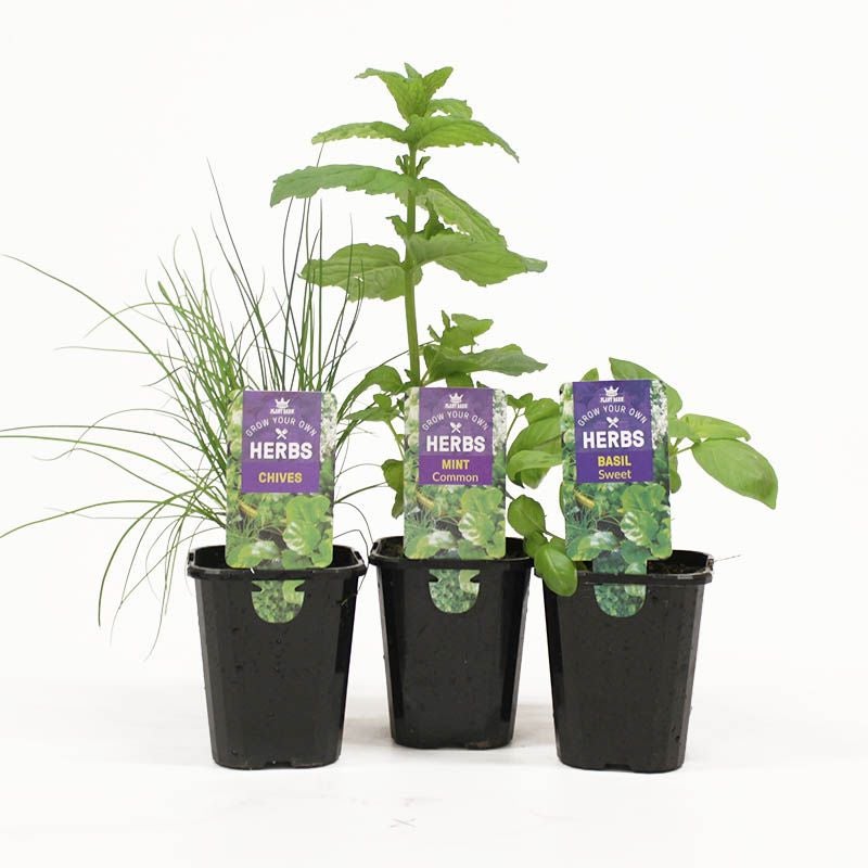 Herb Assorted Small - 10cm
