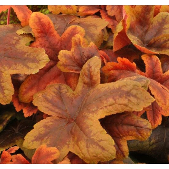 Heuchera Hybrid 'brass Lantern' (coral Bells) - 1.5l