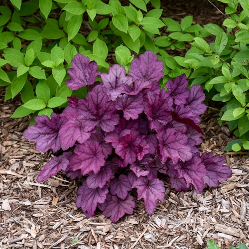Heuchera Hybrid 'wild Rose' (coral Bells) - 1.5l