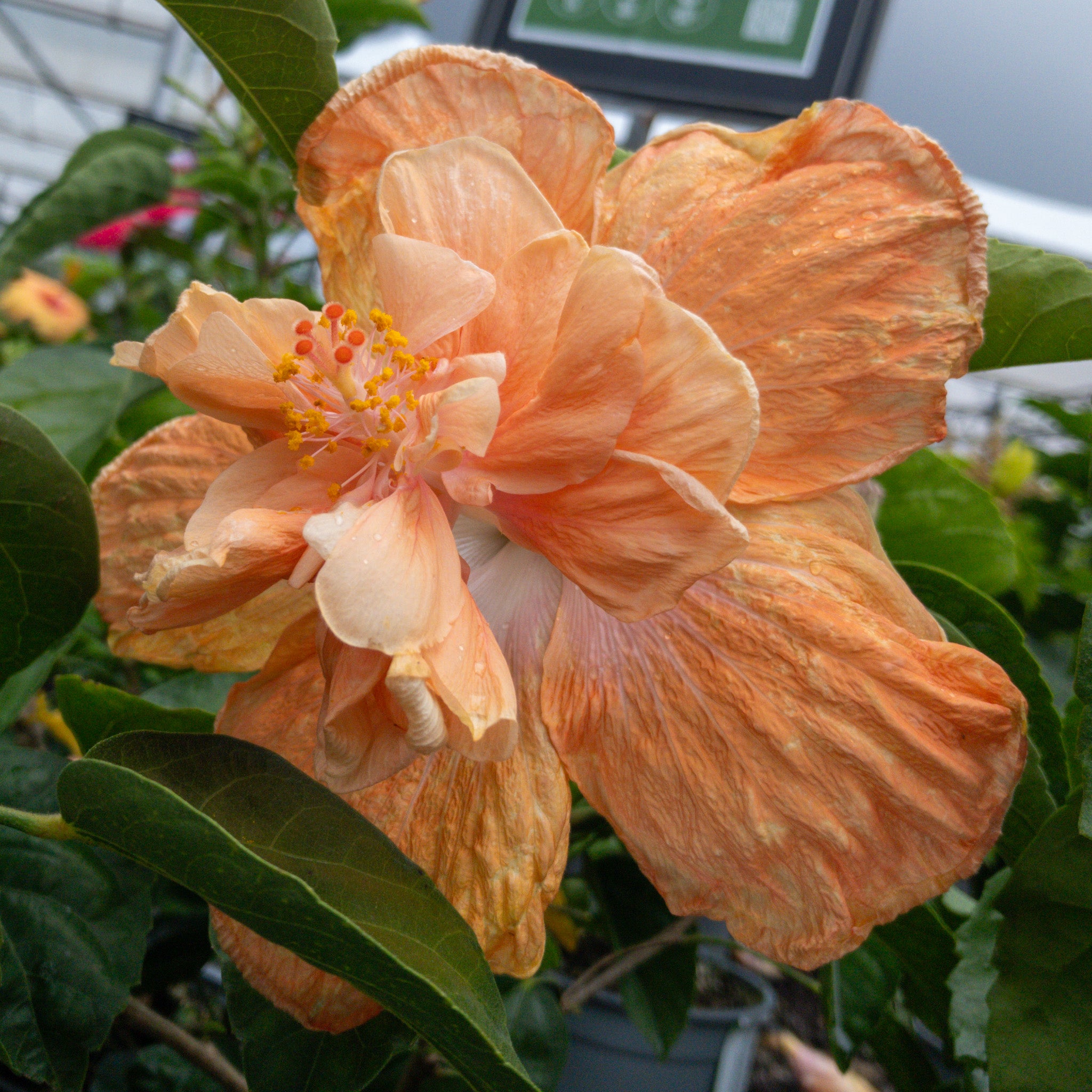 Hibiscus 'crown Of Warringah' 2.5l