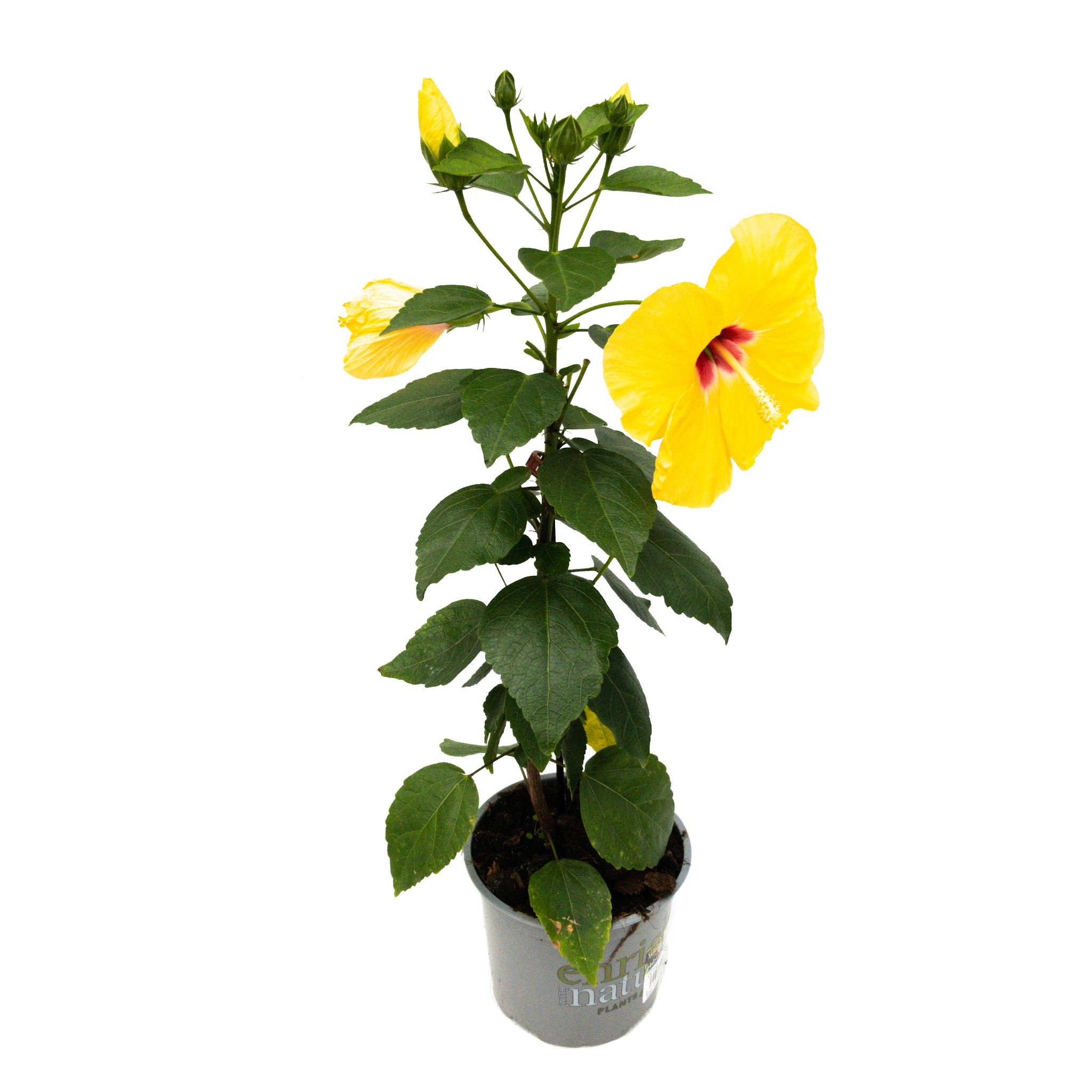 Hibisqs- 15cm