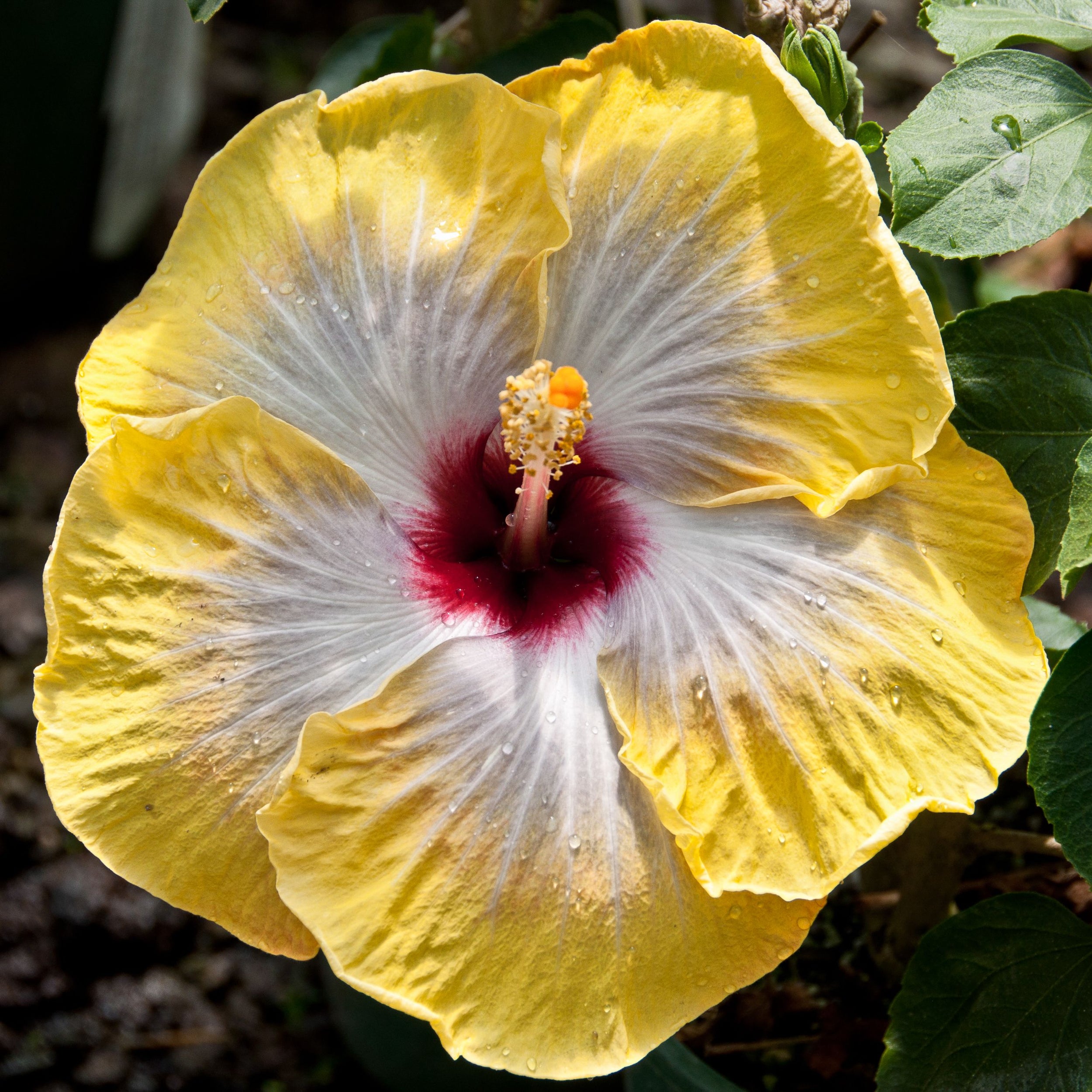 Hibiscus Cv 'golden Oriole' - 2.5l