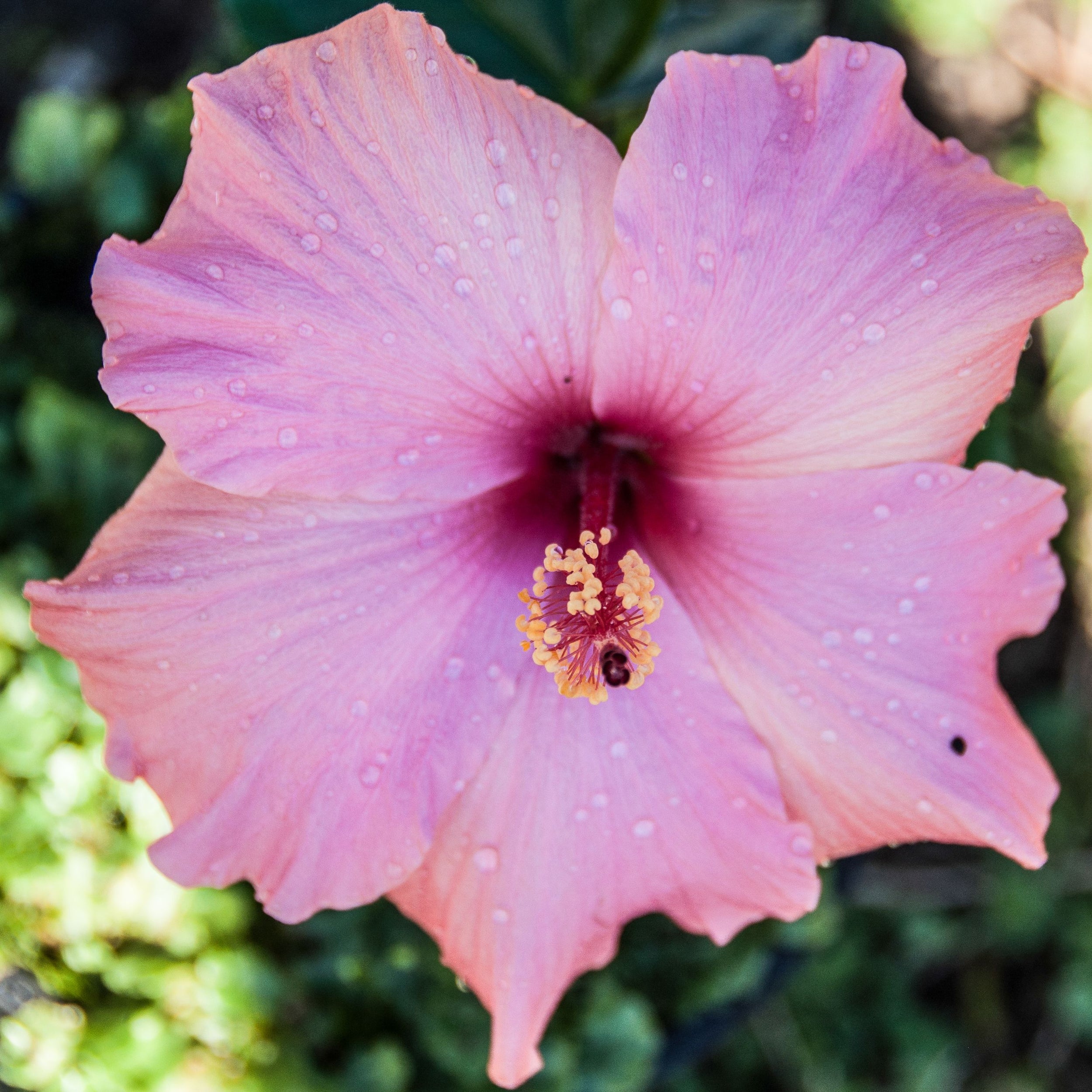 Hibiscus Cv 'agnes Gault' - 2.5l