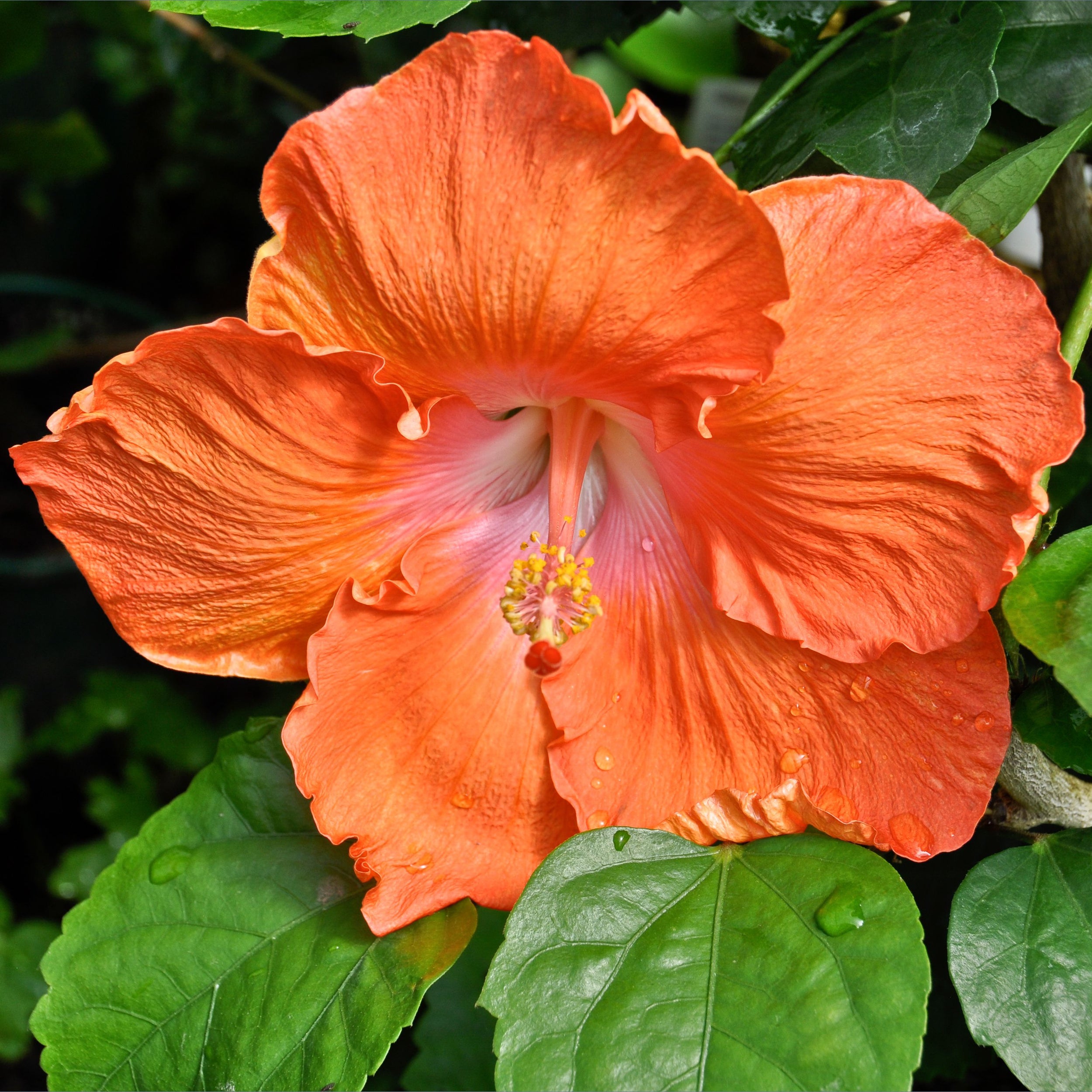 Hibiscus Cv 'gem' - 2.5l