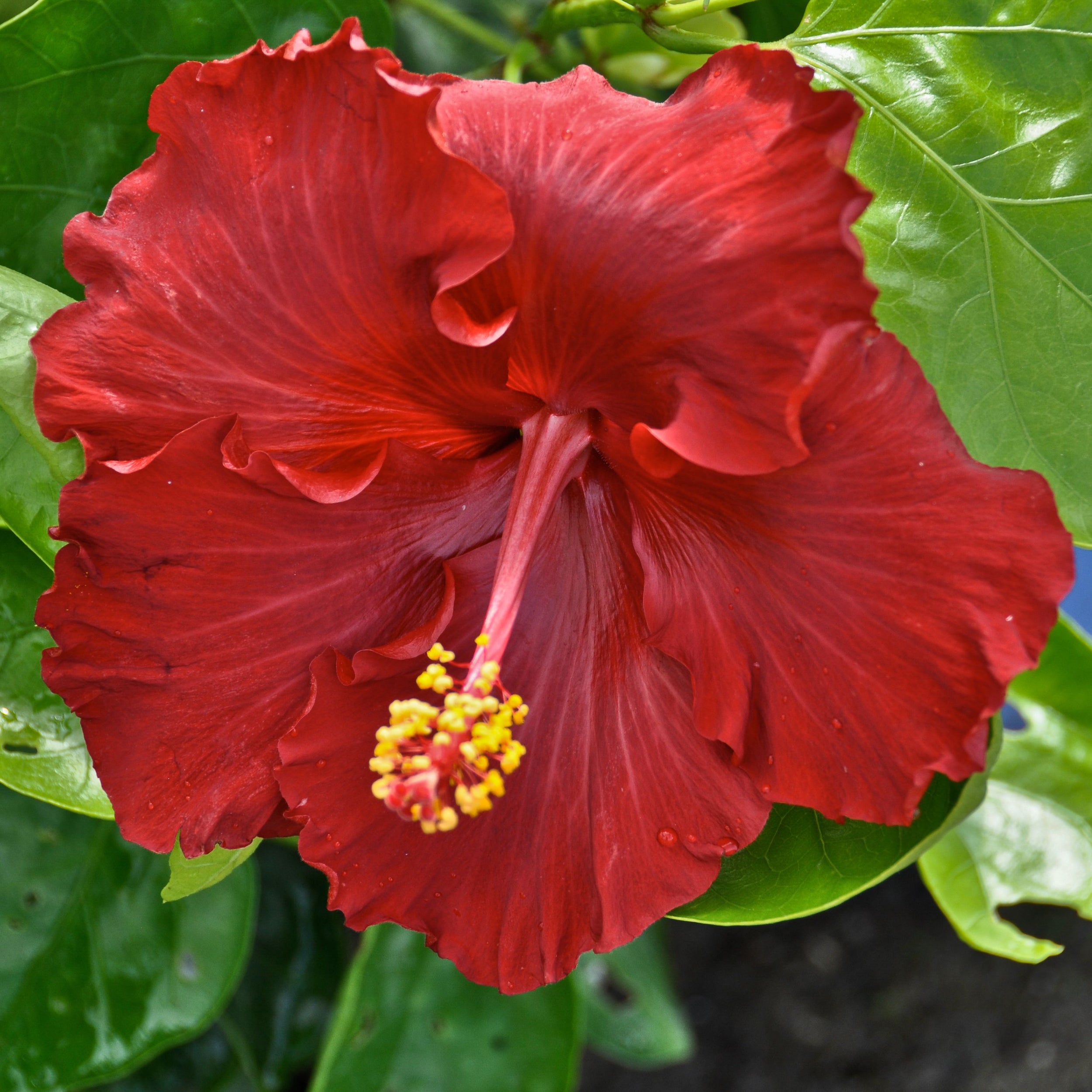 Hibiscus Cv 'molly Cummings' - 2.5l