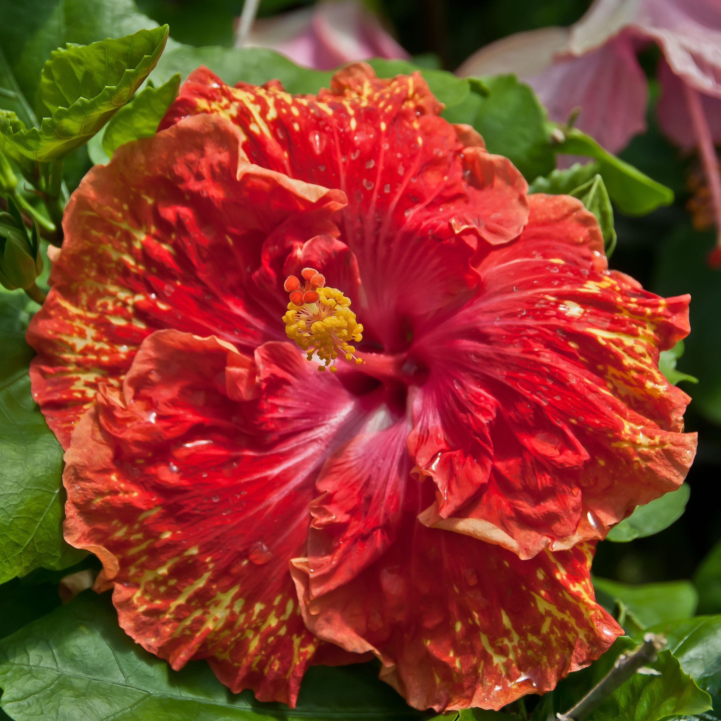 Hibiscus Cv 'sun Showers' - 2.5l