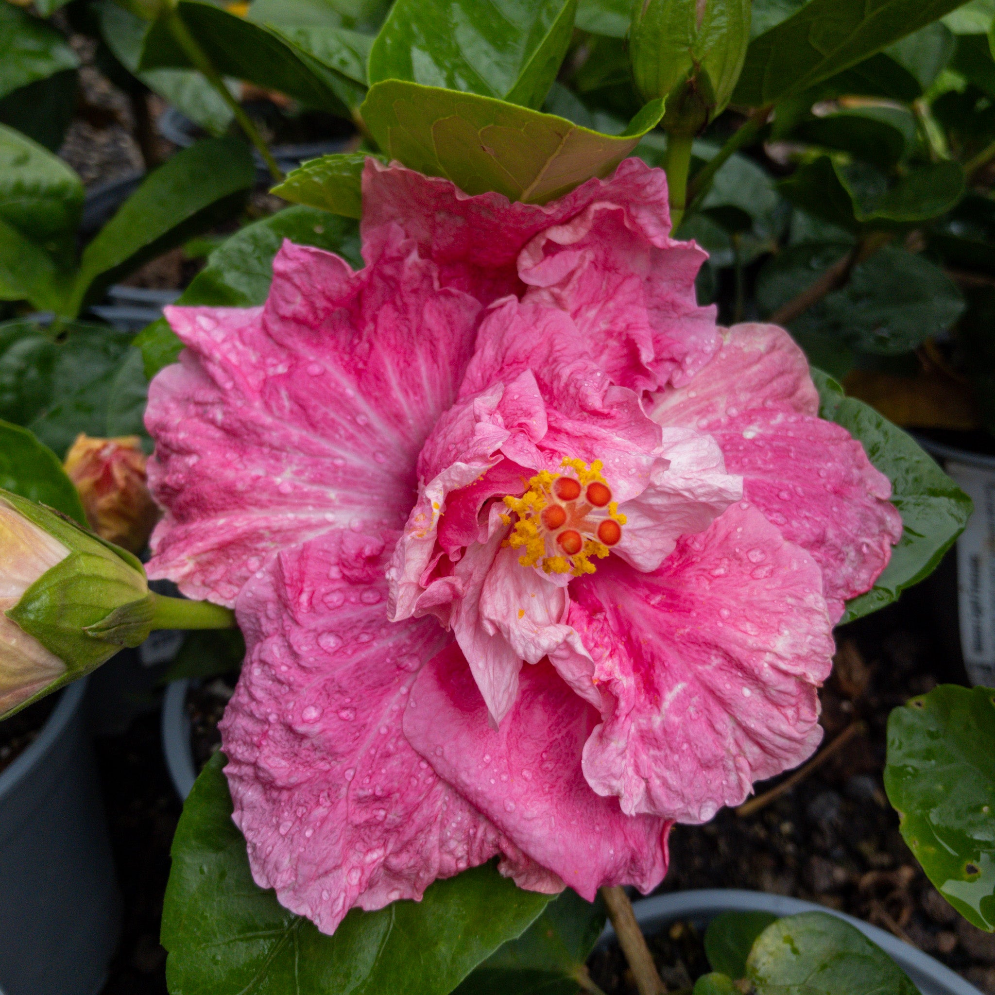 Hibiscus Light Fantastic- 2.5l