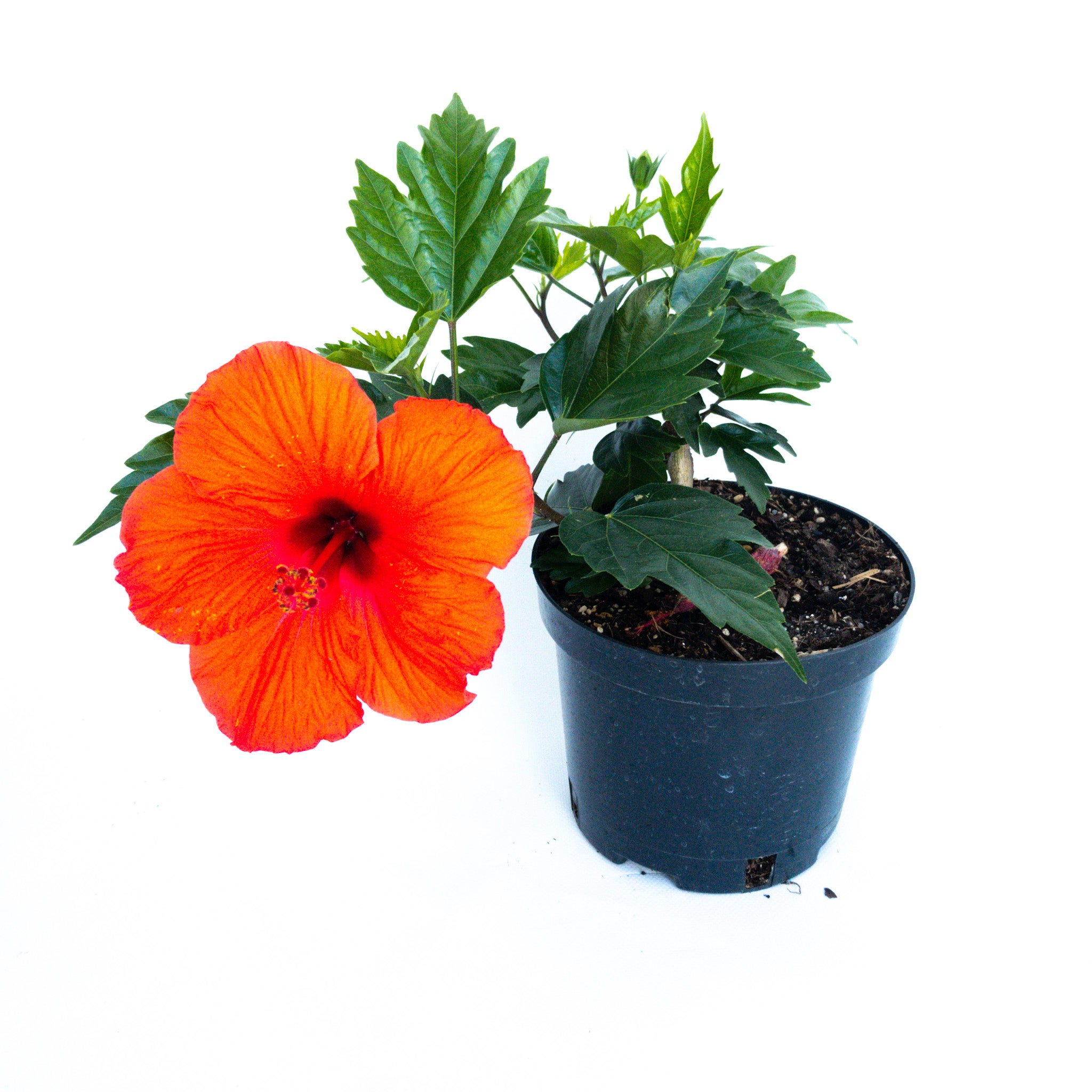 Hibiscus Rosa Sinensis 2.5l