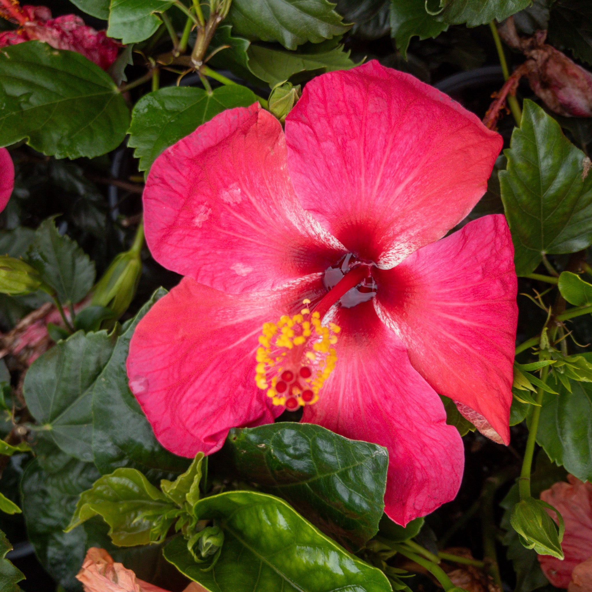 Hibiscus Ruby 2.5l