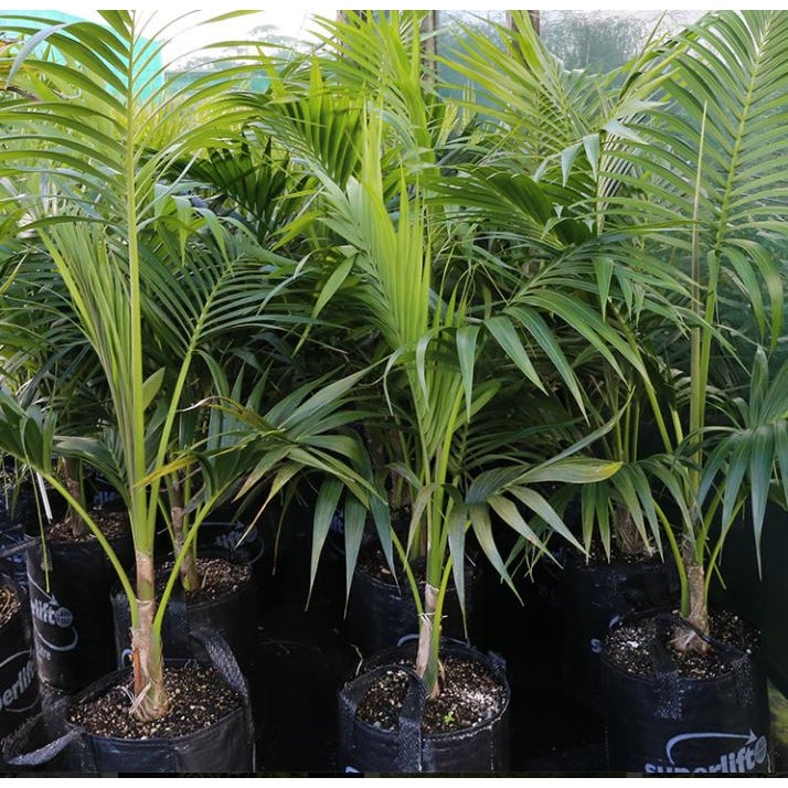 Howea Forsteriana 8l