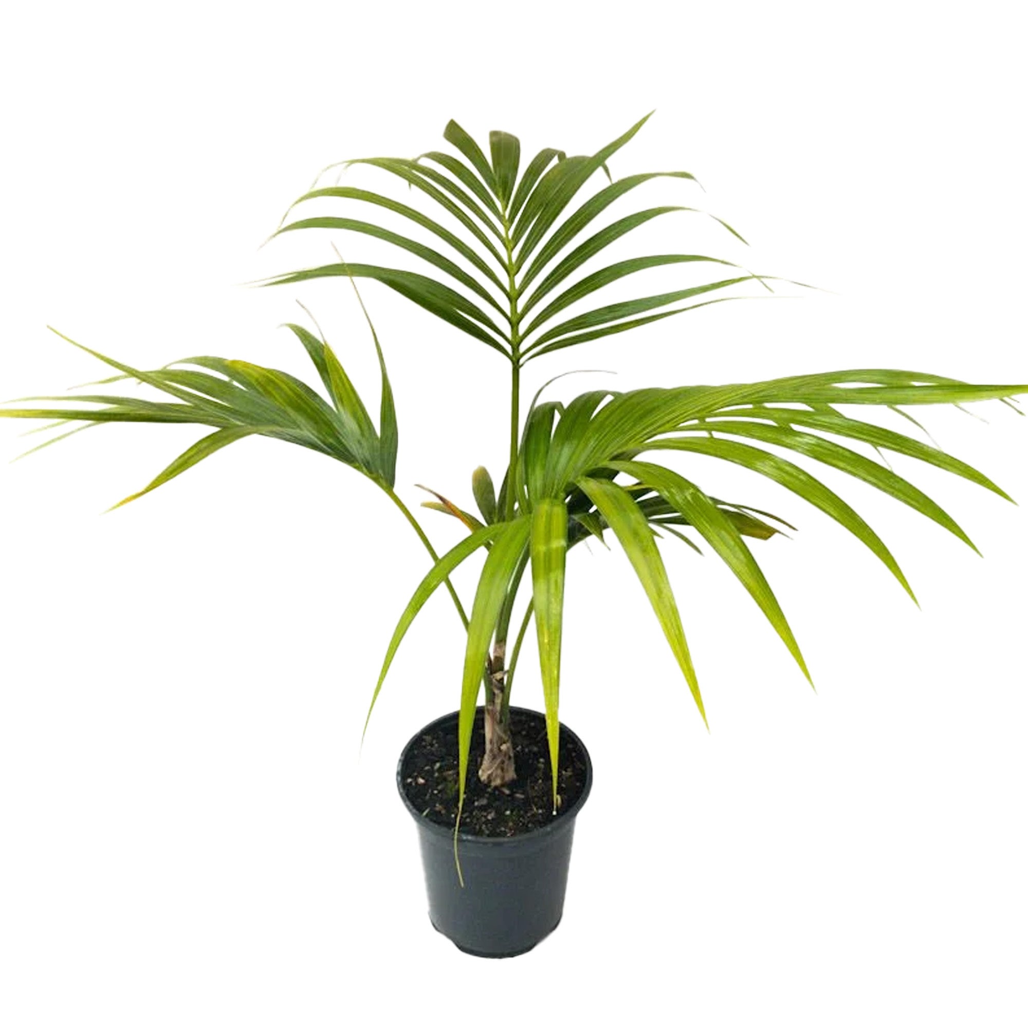 Howea Forsteriana (kentia Palm) - 1.3l