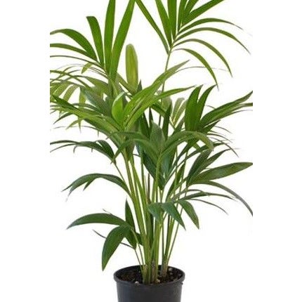 Howea Forsteriana  (kentia Palm) - 5l