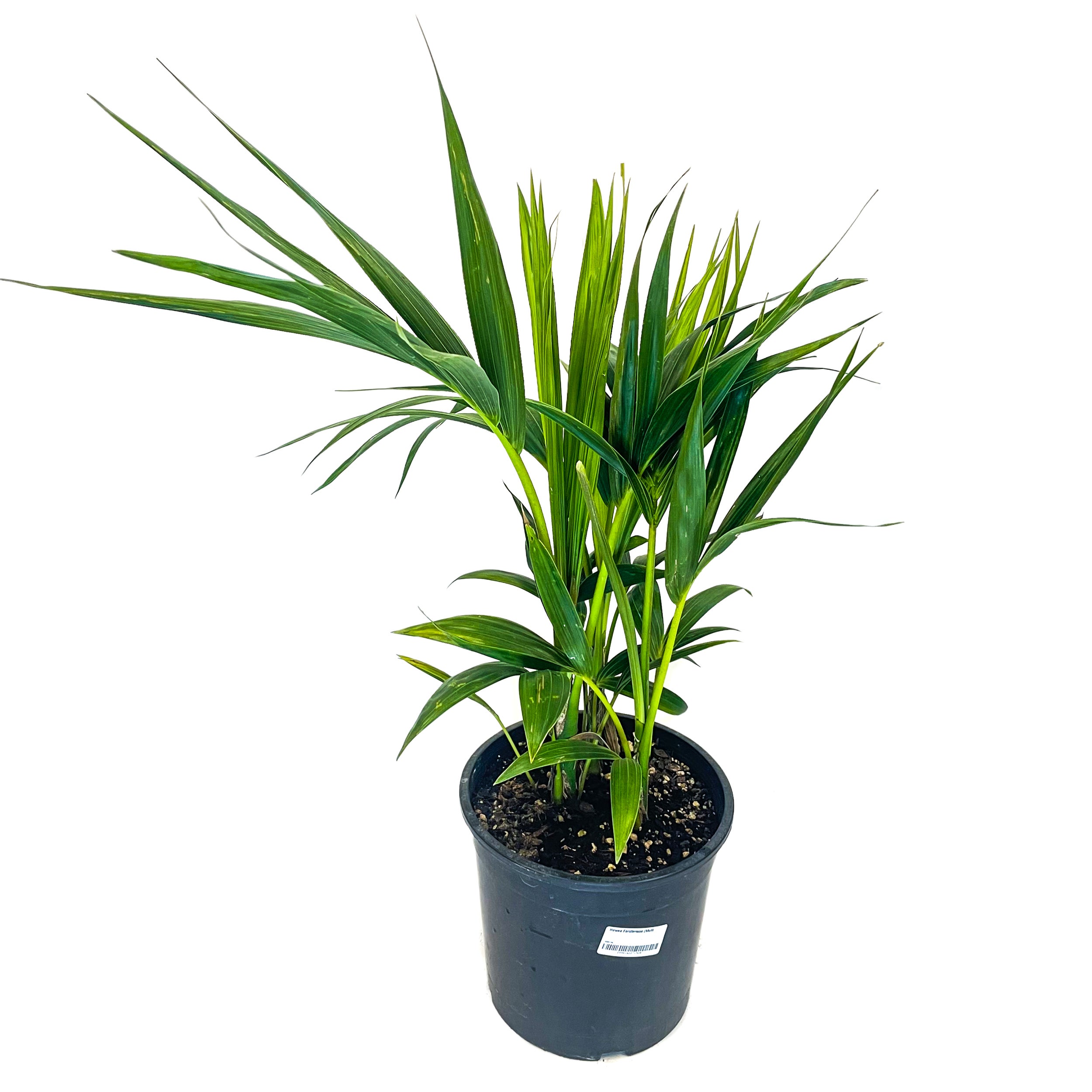 Howea Forsteriana Multi (kentia Palm) - 5.5l