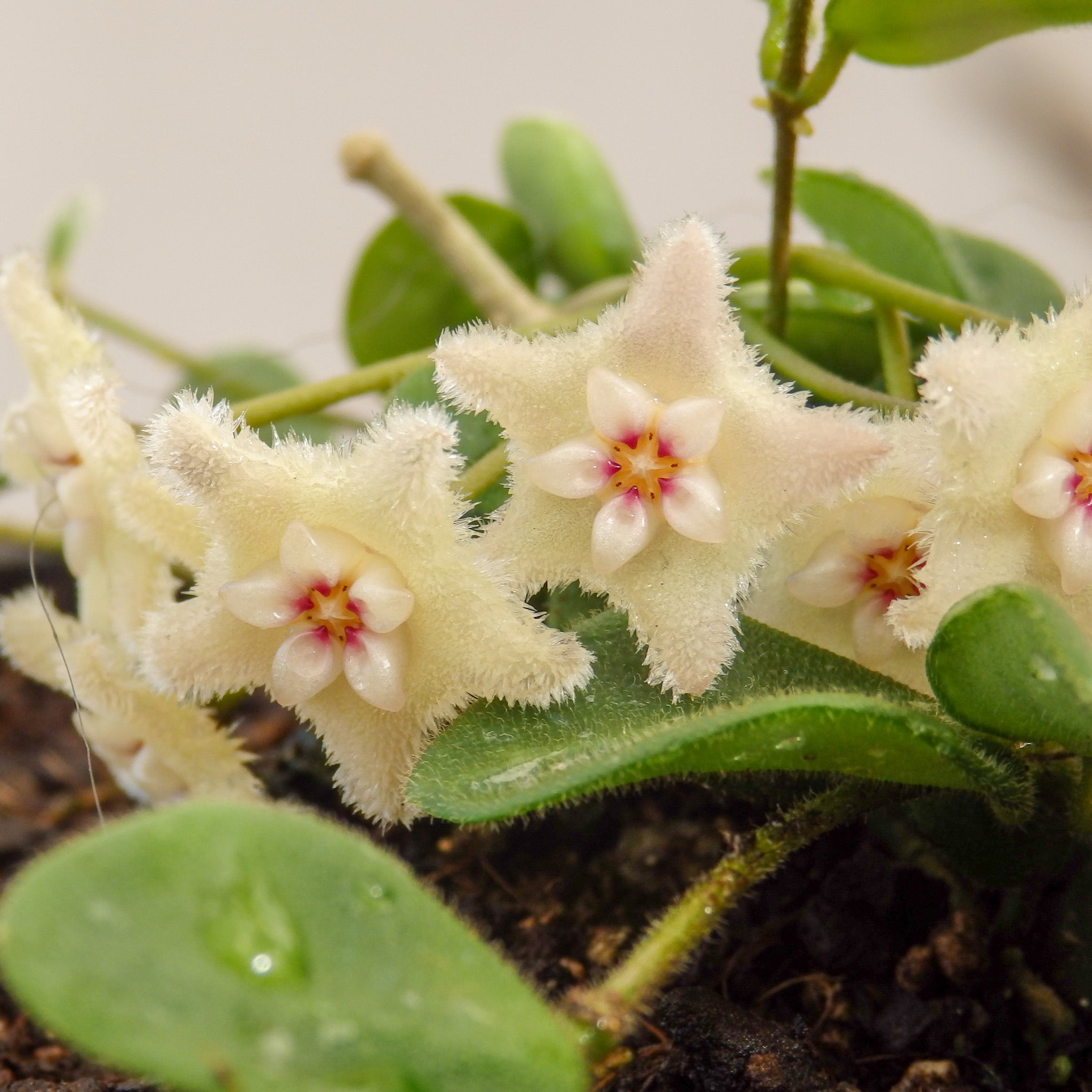 Hoya Serpens - 13cm Basket | Flowering | Kings Plant Barn | NZ