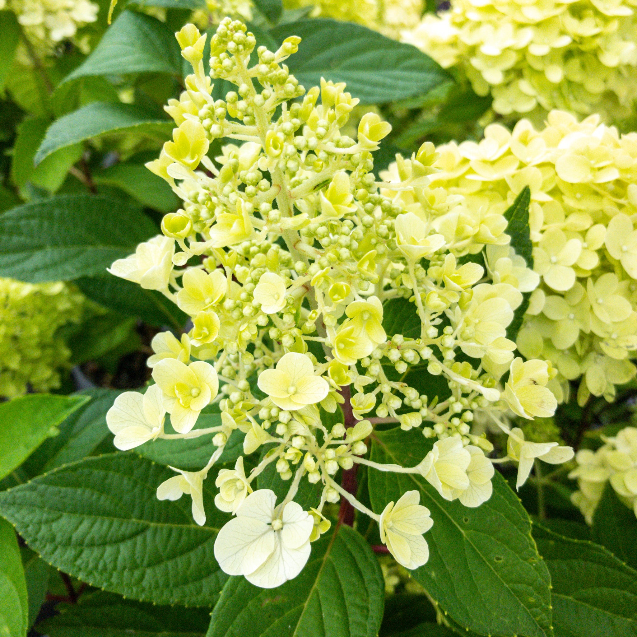 Hydrangea Candlelight Pvr - 3.5l