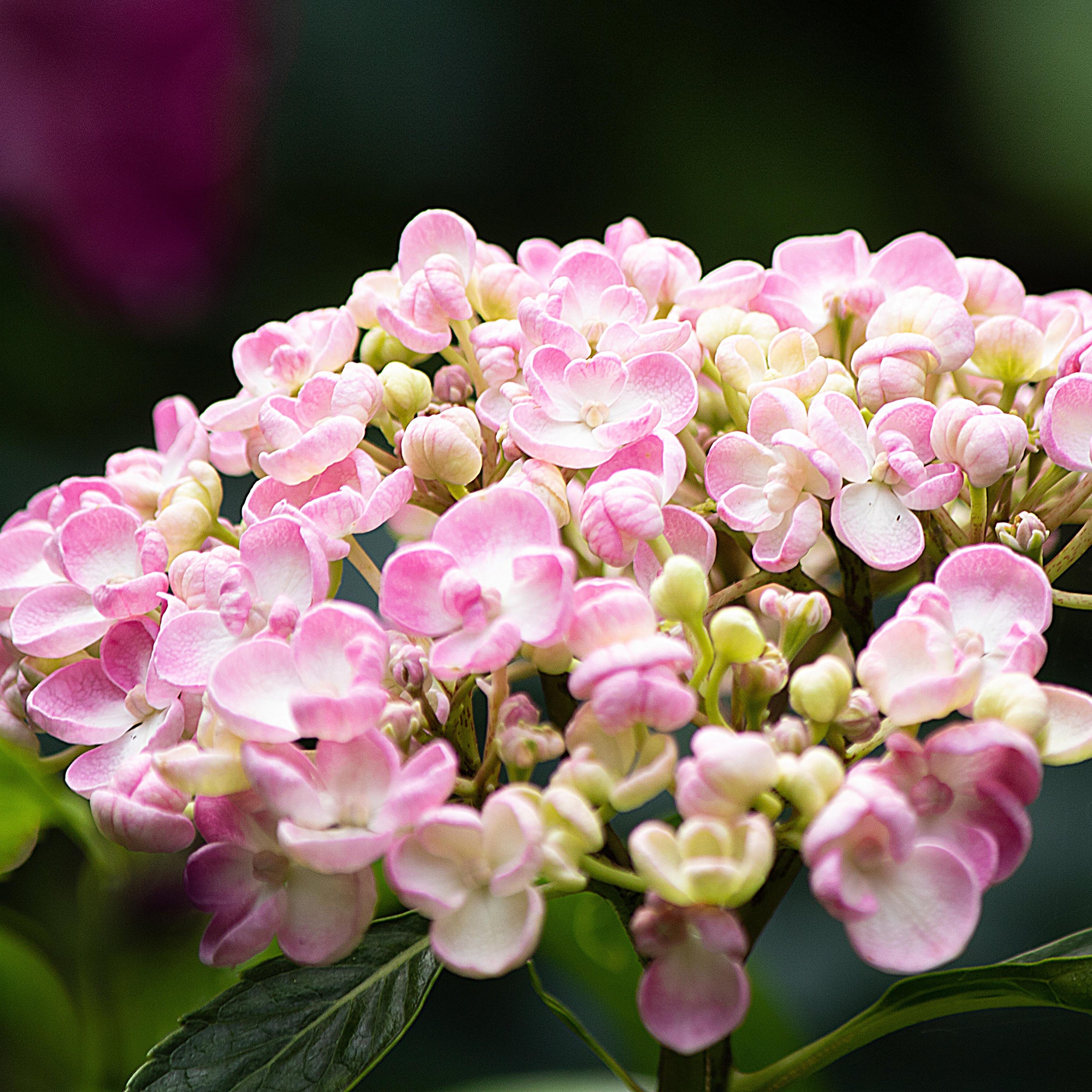 Hydrangea Macrophylla 'ayesha' - 4l