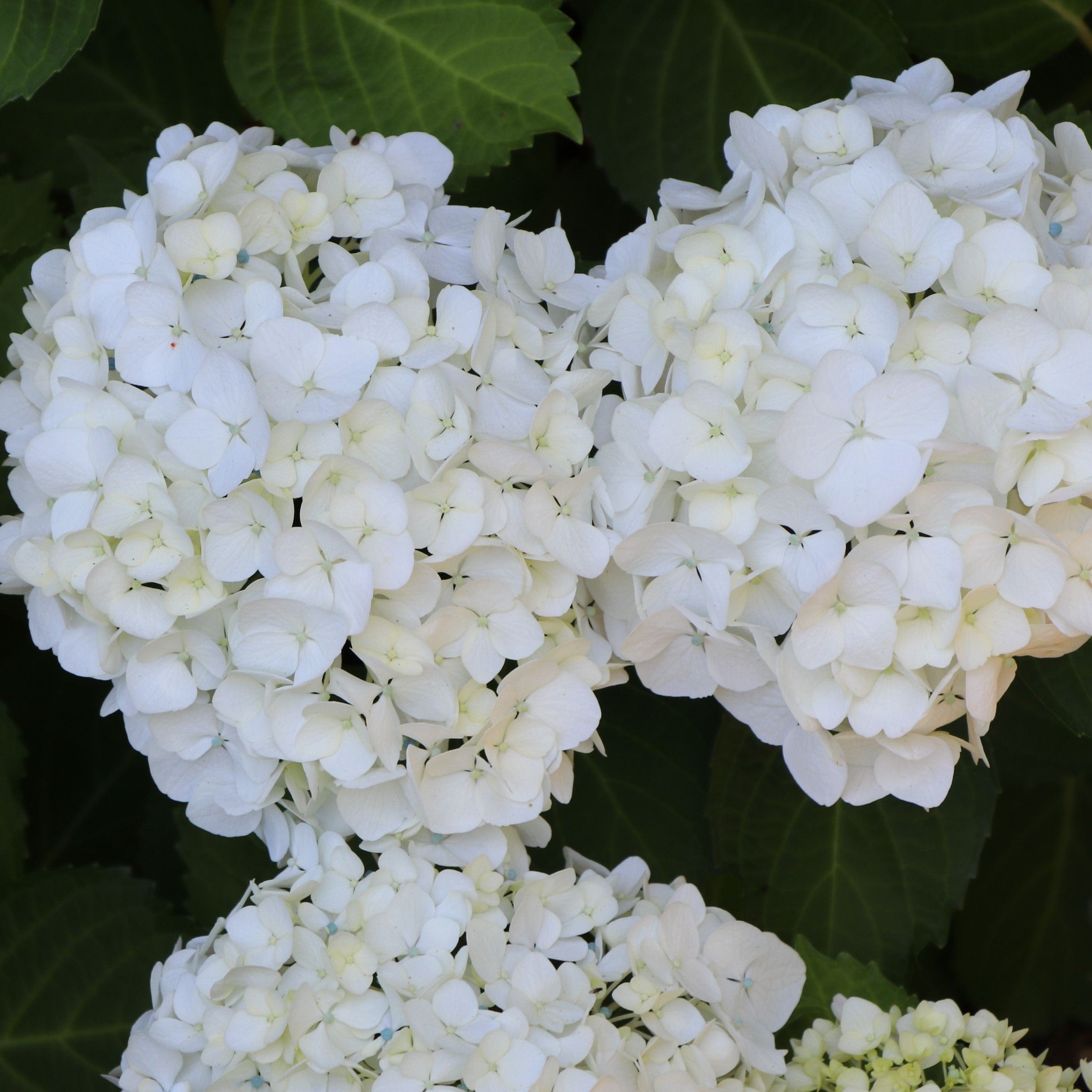 Kings Hydrangea Macrophylla 'princess Juliana' - 4.5l