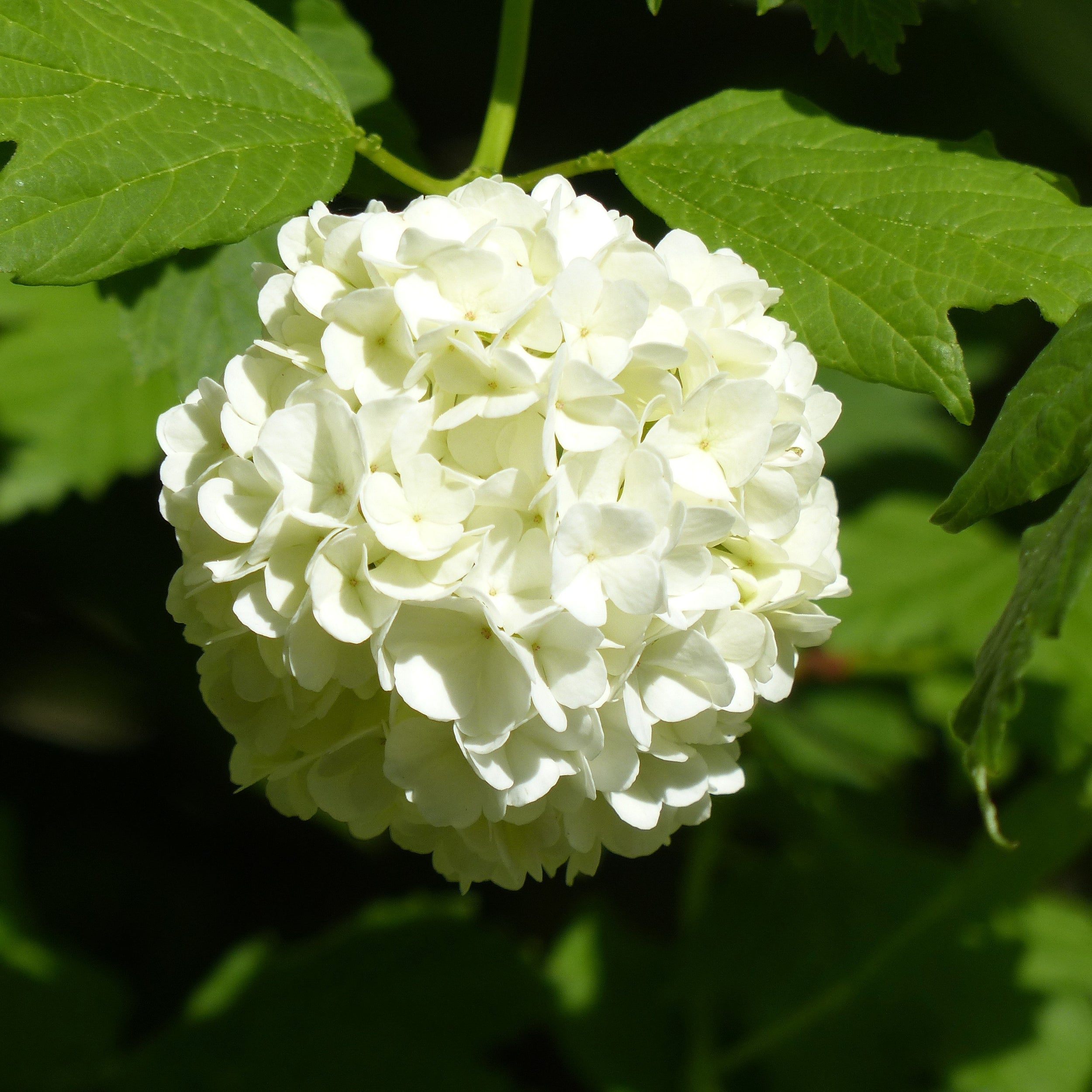 Kings Hydrangea Macrophylla 'snowball' - 2.5l