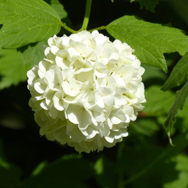 Kings Hydrangea Macrophylla 'snowball' - 2.5l