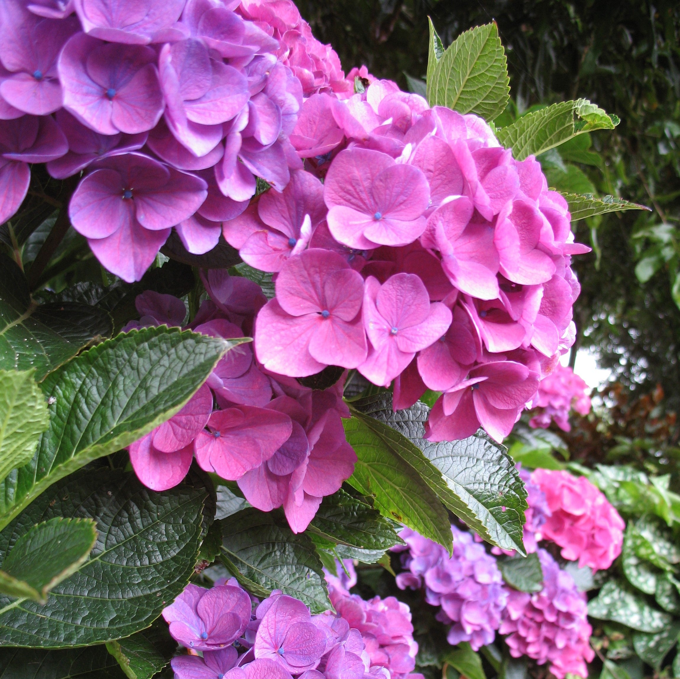 hydrangea-macrophylla-zurich-