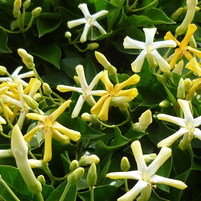 Hymenosporum Flavum Gold Nugget 2 5l Shrubs Kings