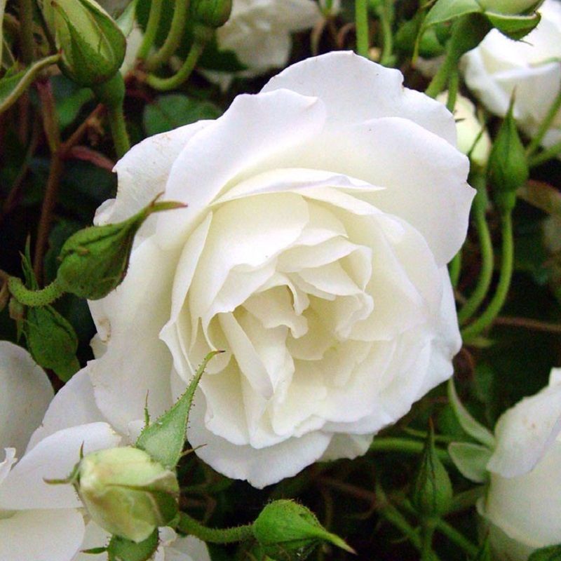 Iceberg  - Floribunda Rose Standard - 80cm