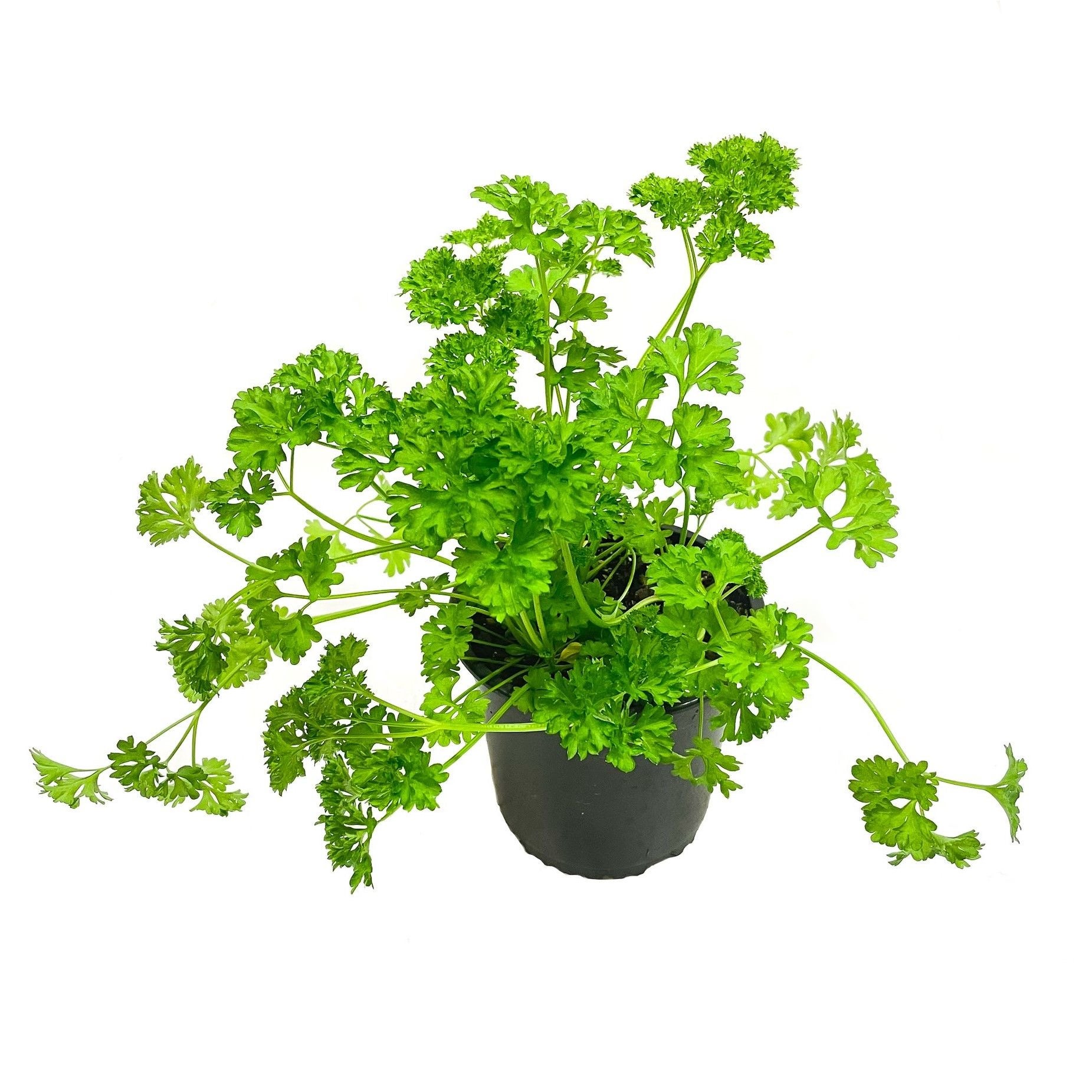 Kings Parsley Triple Curled - 1.5l
