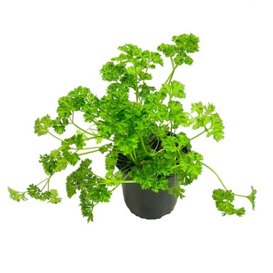Kings Parsley Triple Curled - 1.5l