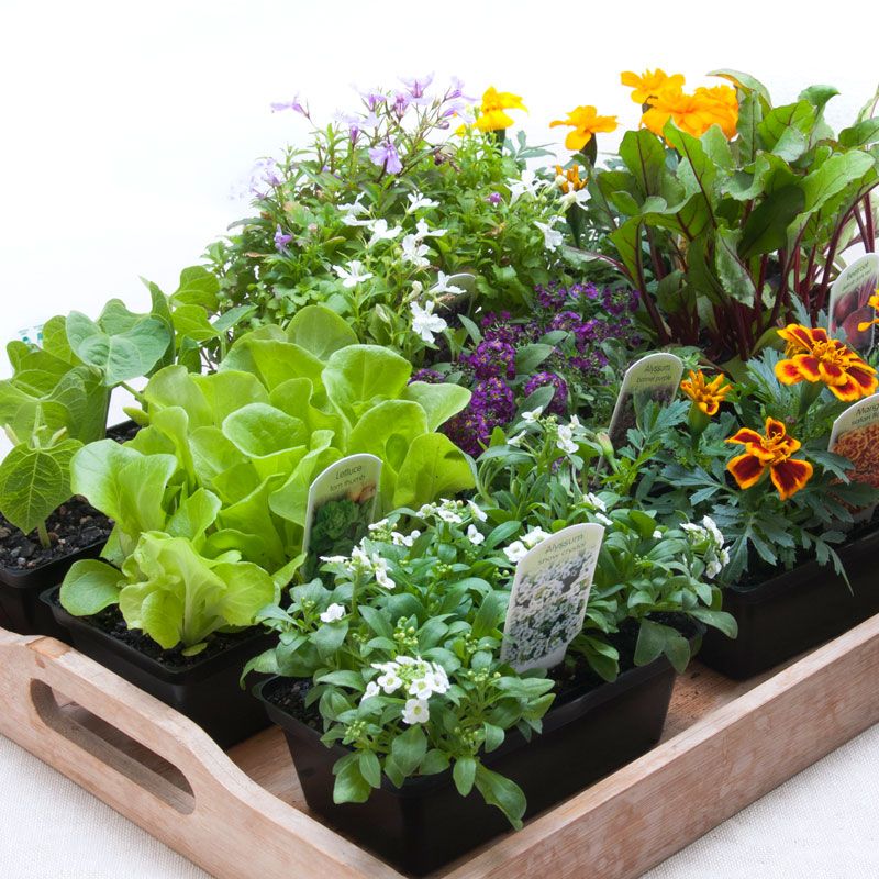 Kings Value Seedling Punnet