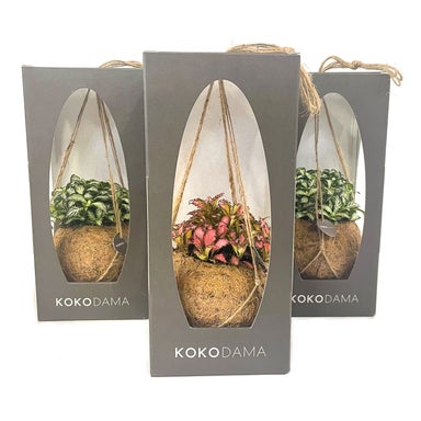 Kokedama - 120mm