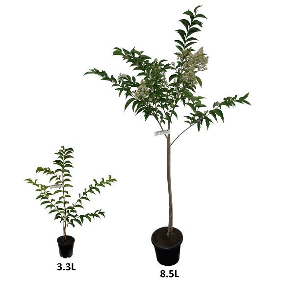 Lagerstroemia Faurieri 'townhouse'