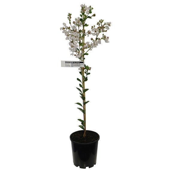 Lagerstroemia Indica 'kimono' 3.3l