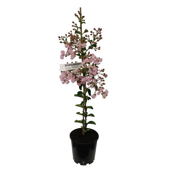 Lagerstroemia Indica 'soir D'ete' 3.3l