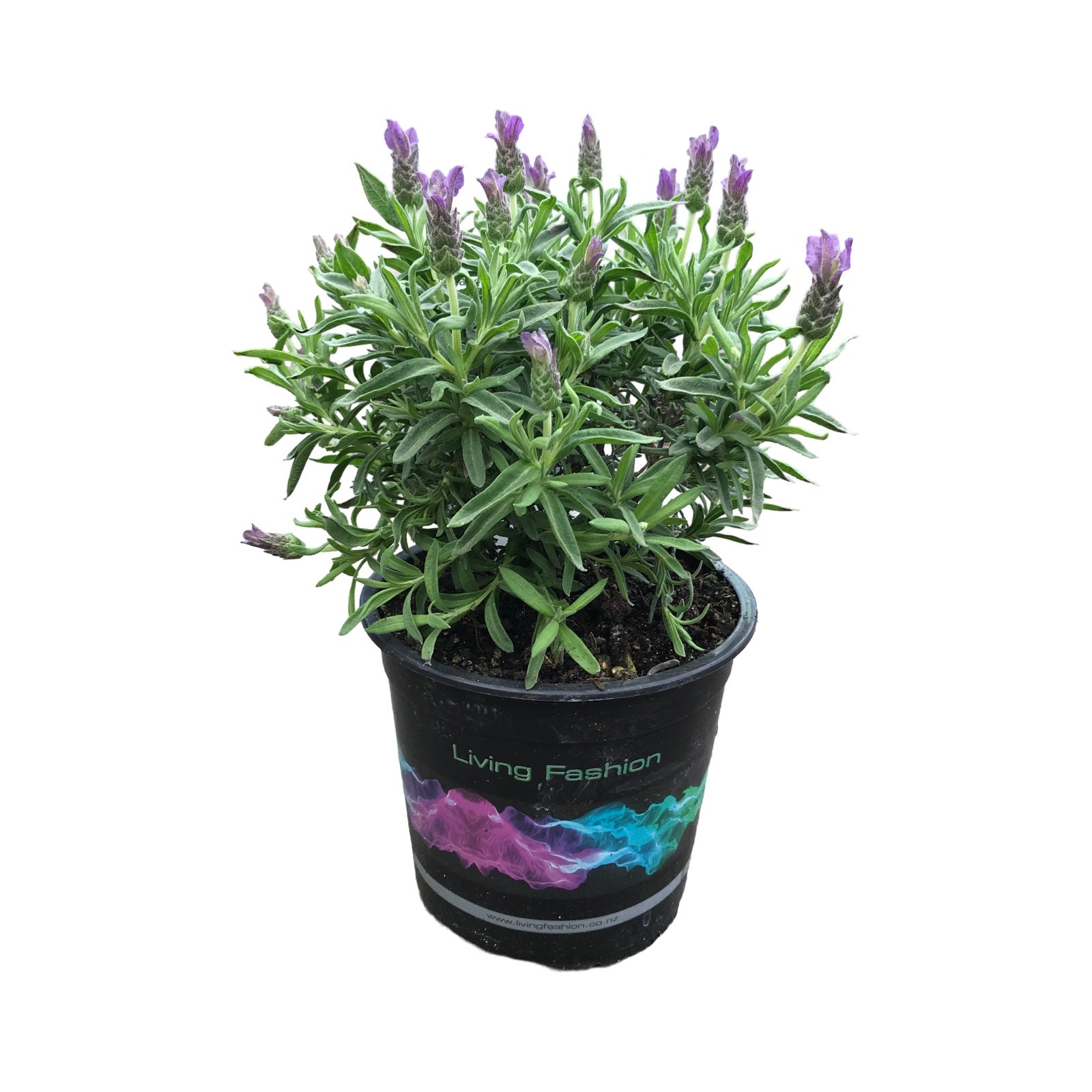 Lavender The Prince Pvr