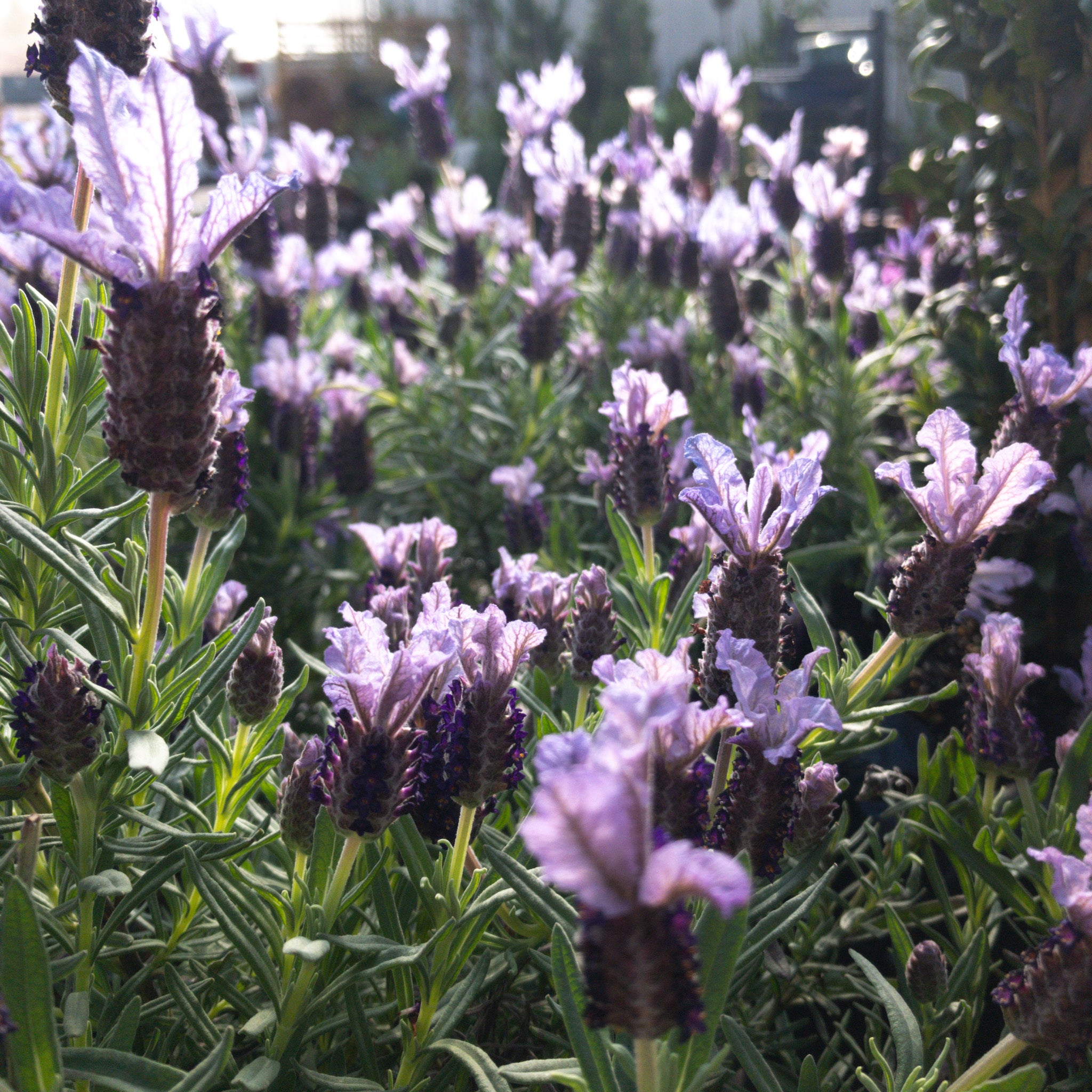 Lavender Stoechas 'purple Pixie' (spanish Lavender) - 1.5l