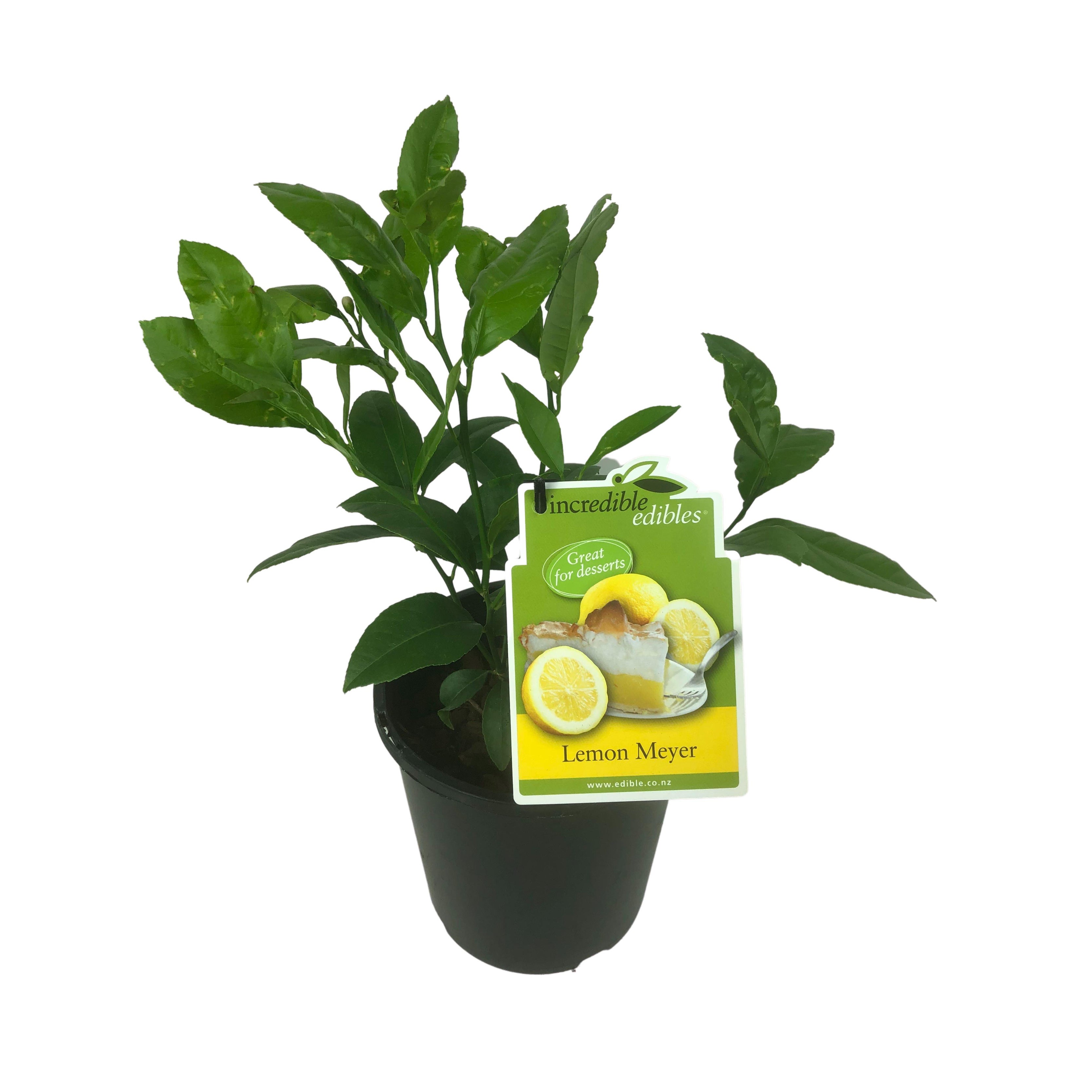 Lemon 'meyer' - 3l