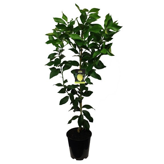 Lemon Yen Ben Dwarf 4.7l
