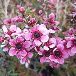 Leptospermum Cv 'pink Cascade' (ti Tree) - 2.5l