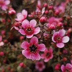 Leptospermum Nanum 'ruru' (ti Tree) - 2.5l