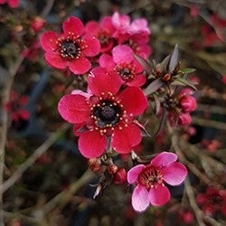 Leptospermum Scoparium 'red Falls' (ti Tree) - 2.5l