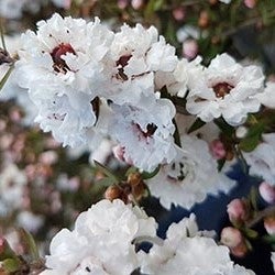 Leptospermum Scoparium 'snow Flurry' (ti Tree) - 2.5l