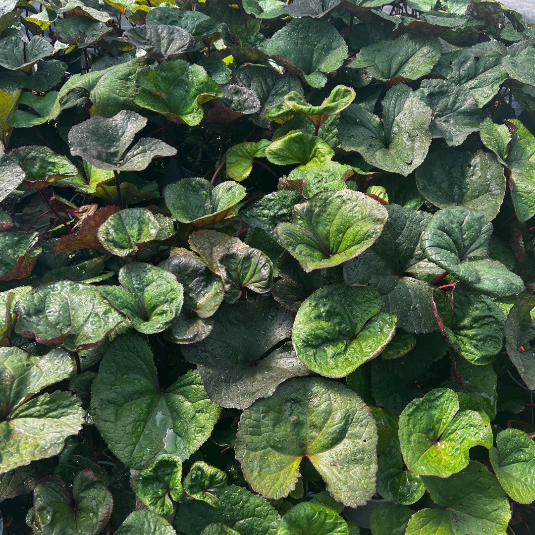 Ligularia 'midnight Lady' - 2.5l