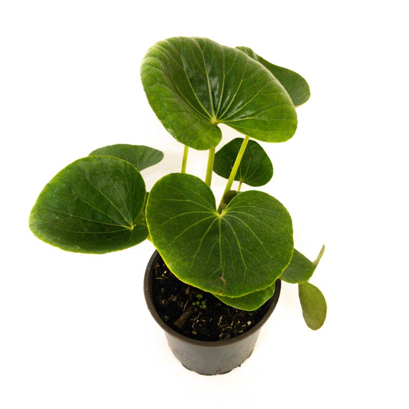 Ligularia Reniformis (tractor Seat) - 1.5l
