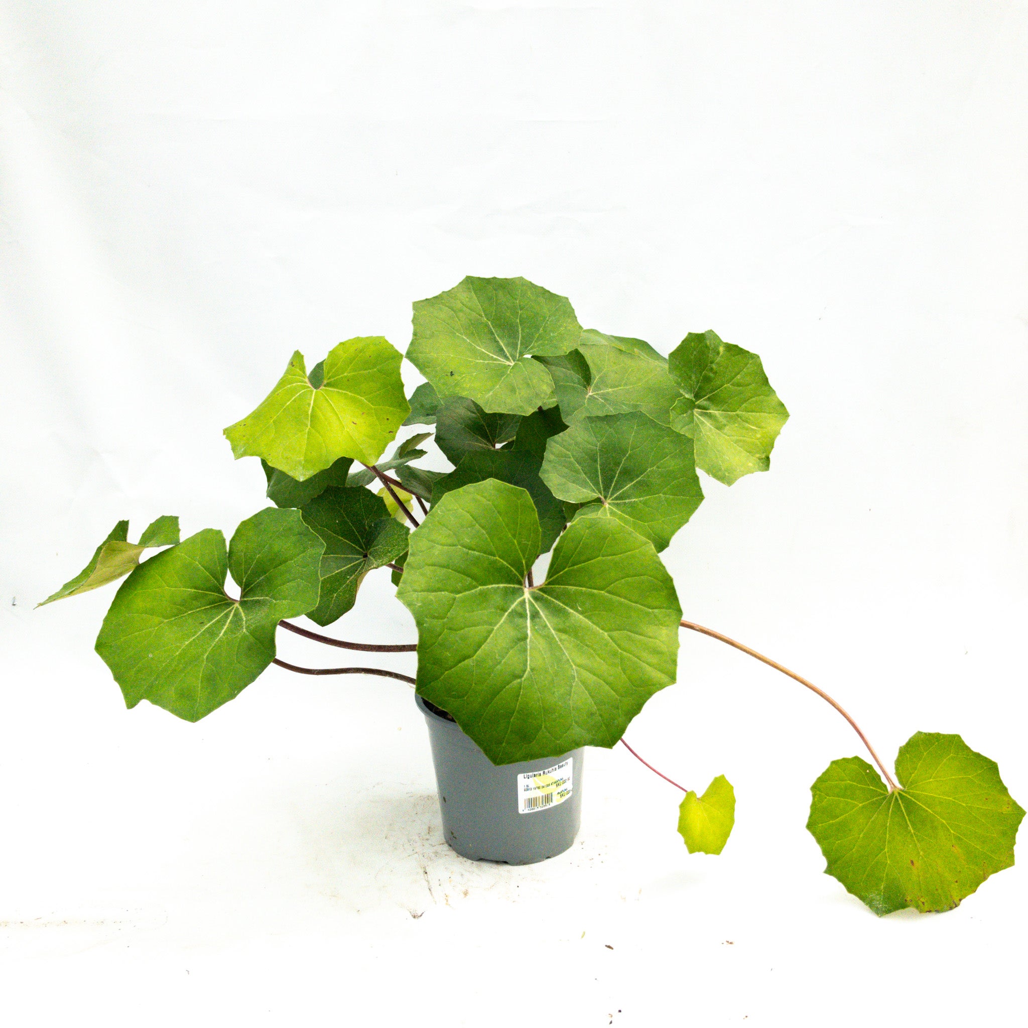 Ligularia 'rukuhia Beauty' - 1.5l