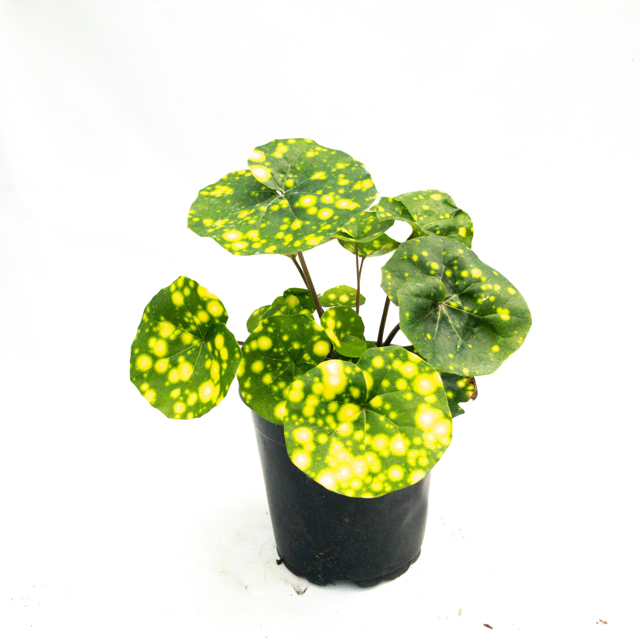 Ligularia Tussilaginea 'aureo-maculata' (leopard Plant) - 2.5l