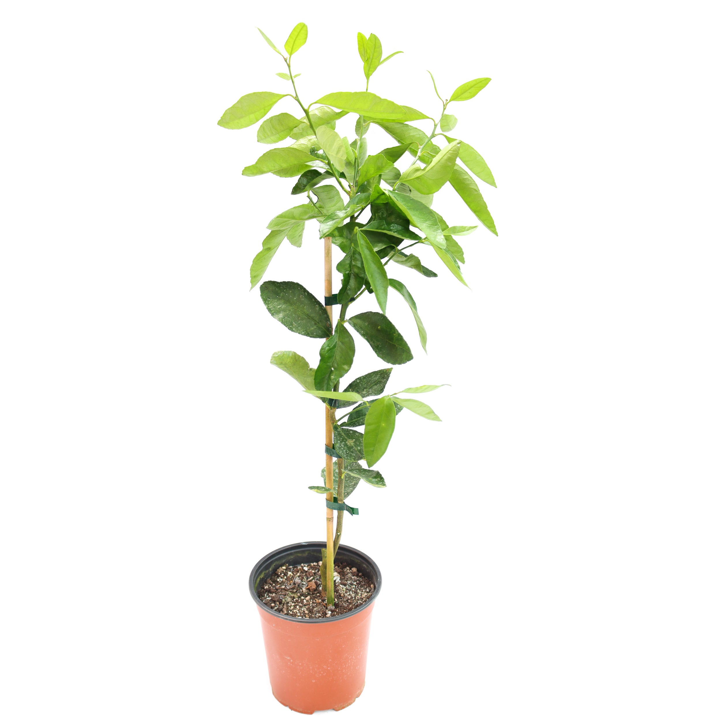 Kings Lime 'bearss' Dwarf - 3.5l