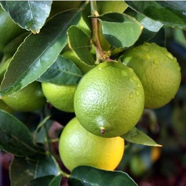 Kings Lime 'bearss' - 3.5l
