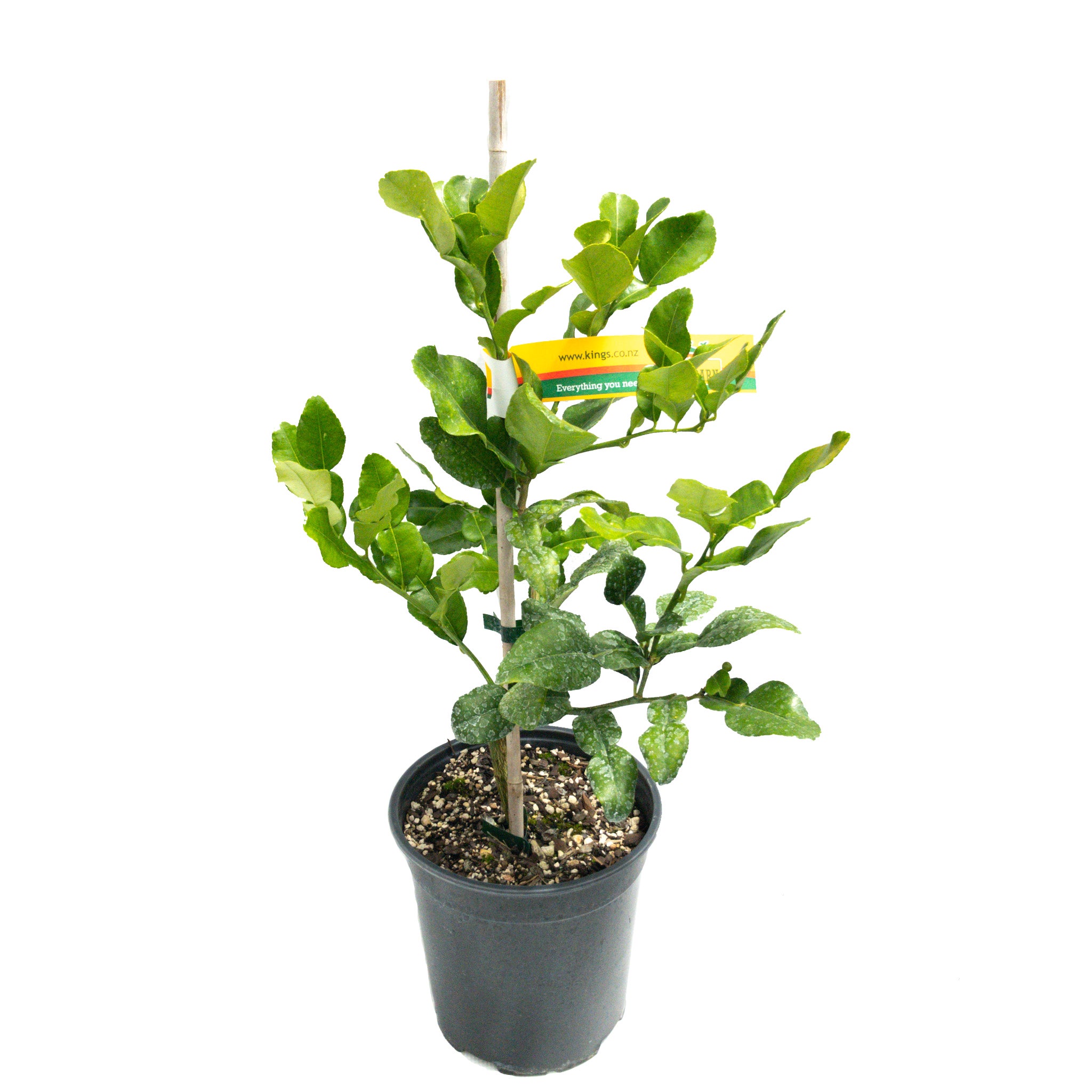 Lime Kaffir Dwarf - 3.5l