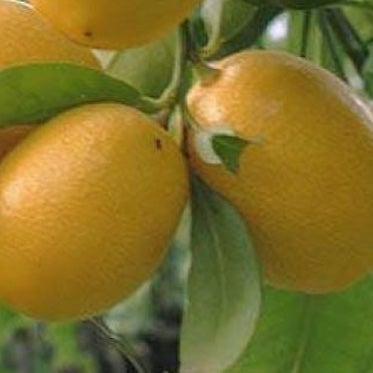 Limequat Eustis - 3l Trifoliata